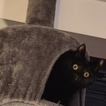 Bagheera the cat looks out with surpised eyes from her indoor tree