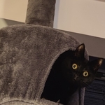 Bagheera the cat looks out with surpised eyes from her indoor tree