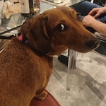 Daschund dog looking tired