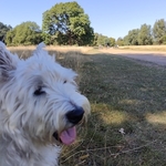 Close-up of Westy dog and large tree in the background and park grounds