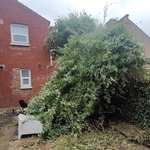 Garden view with collapsed tree covering over half of the space