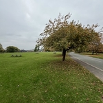 Village green beside a road and trees dropping their leaves in autumn
