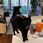 Black cat stands questioningly on a kitchen top adjacent to a jar churu treats