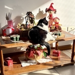 Black and white cat sits comfortably on a table of Christmas nativity and other deocrations in sunlight
