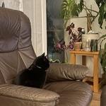 Bagheera sitting like a human watching TV on a large comfy recliner brown chair