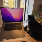 Bagheera the cat looking towards a laptop on sunny day with view outside of apartment blocks