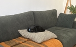 Bagheera sleeping on a medium decorated cushion on the sofa
