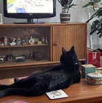Black cat lying relaxed on a coffee table looking the TV