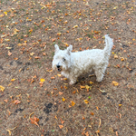 White Westy dog and backdrop of parched grass