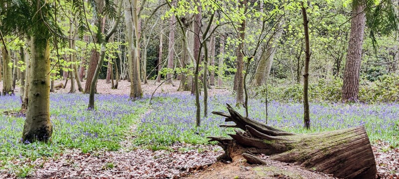 Bluebell forest with tree collapsed stump and small pathway