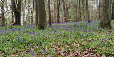 Bluebells in forest