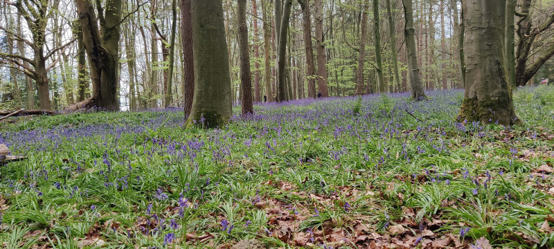 Bluebells in forest