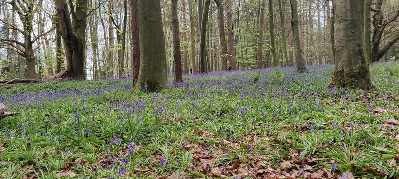 Bluebells in forest