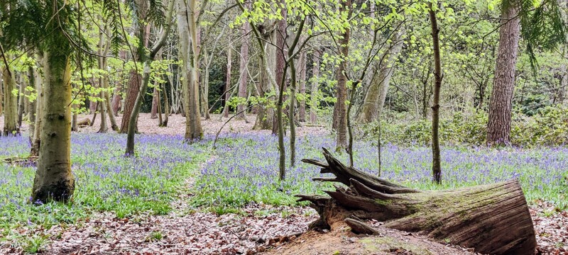 Bluebell forest with tree collapsed stump and small pathway