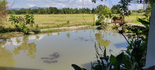 View of ก๋วยเตี๋ยวกะลา ห้างฉัตร ลำปาง. Looking out for the mozzies 🦗